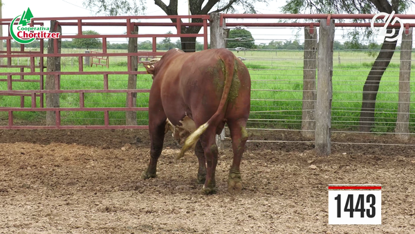 Lote Braford