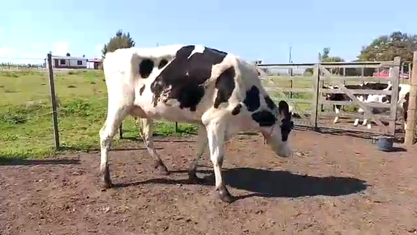 Lote Vaquillonas 1 a 2 años HOLANDO 450kg - , San José