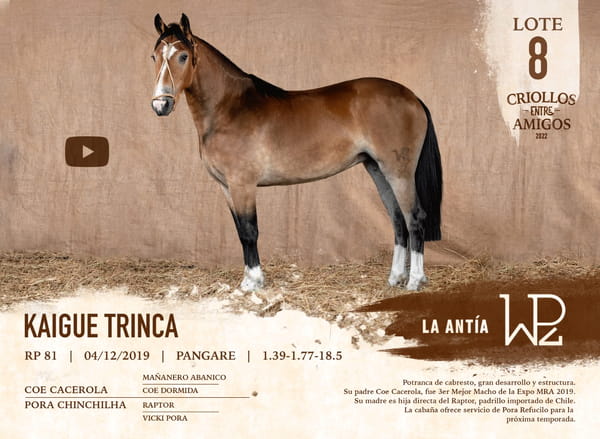Lote KAIGUE TRINCA RP 81