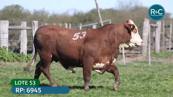 Lote Toros señal 22