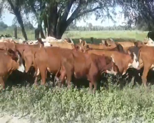 Lote 120 Terneras en Clorinda, Formosa