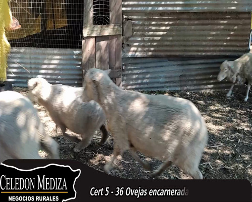 Lote 36 Ovejas TEXEL- IDEAL- MERILIN 62kg - , Colonia