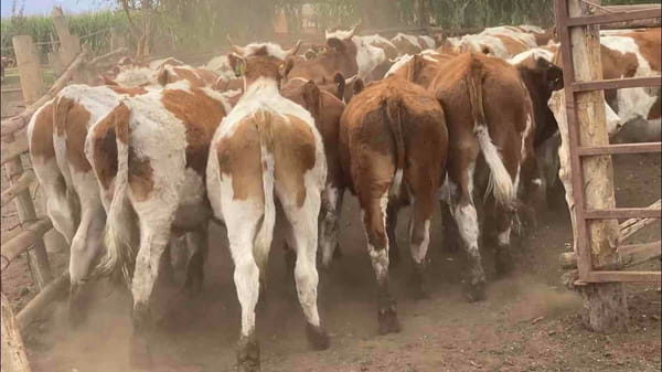 Lote 35 Novillo Engorda en María Pinto, Región Metropolitana