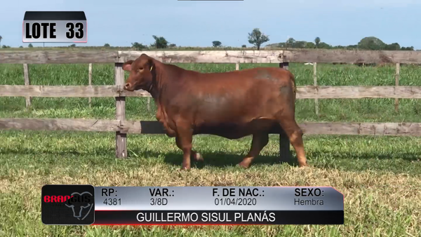 Lote Nacional de Otoño Brangus Campo - Lote 33