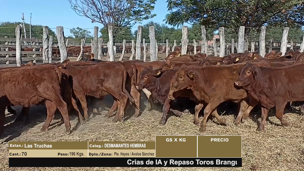 Lote LOTE 1 - 70 DESMAMANTES HEMBRAS