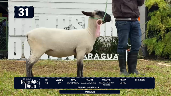 Lote LOTE 31