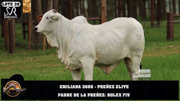 Lote LOTE 38