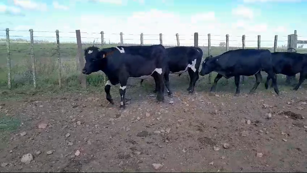 Lote 8 Novillos 1 a 2 años CRUZAS CARNICERAS 322kg -  en BALTASAR BRUM. 13 KM POR CAMINO A D.LAMAS