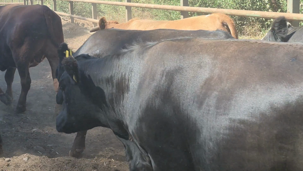 Lote 45 Novillo Gordo en Pelarco, VII  Región Maule