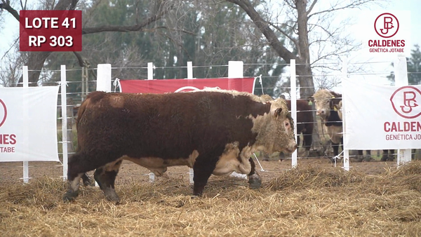 Lote Toro PR