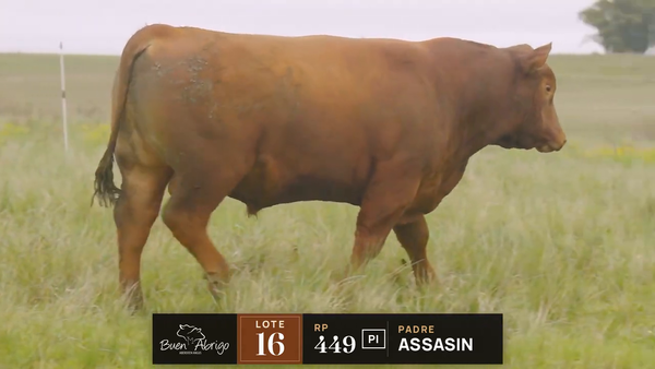 Lote LOTE 16 · TORO PI · RP 409, 449, 468