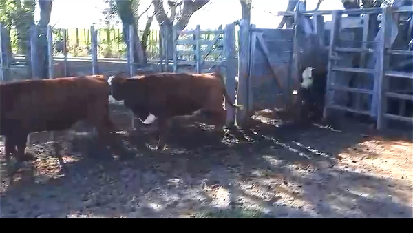 Lote 93 Terneros/as