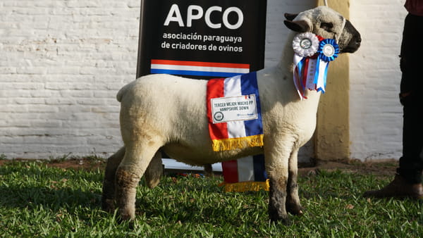Lote Hampshire Down Expo Internacional 2022 - Lote 36