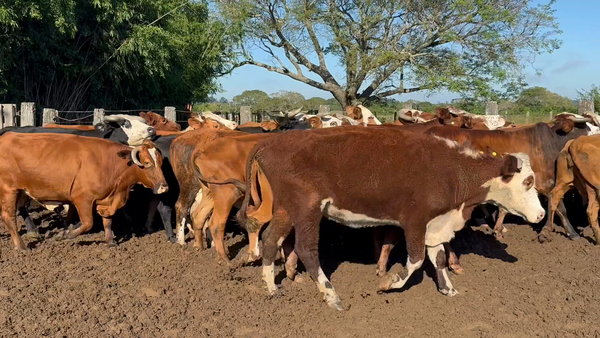 Lote 30 Vaquillas y vacas para invernar en Corrientes, San Roque