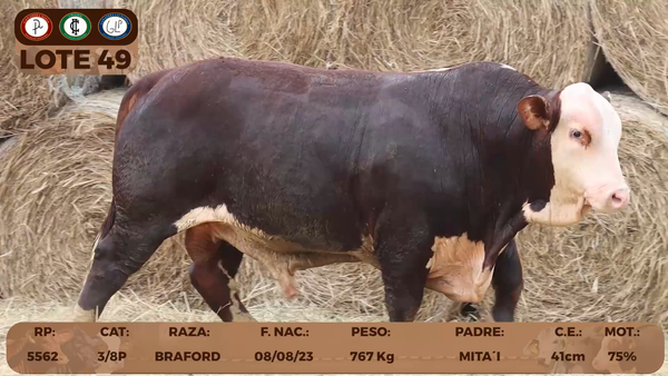 Lote LOTE 49