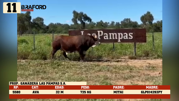 Lote LOTE 11