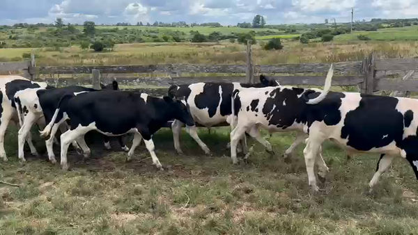 Lote 8 Terneros, San José