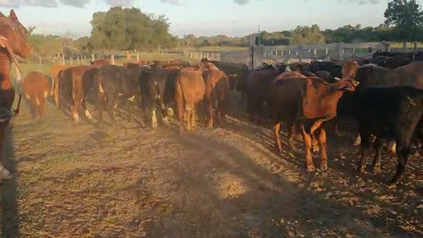 Lote 14 Terneras y 36 Terneros Braford y Brangus con sus cruzas en Pueblo Libertador, Corrientes