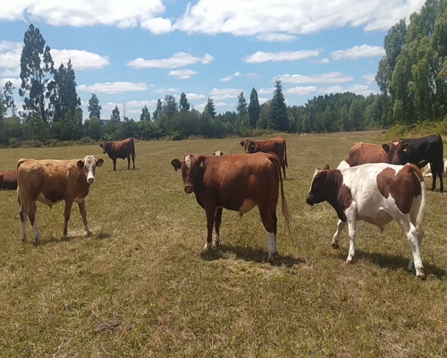 Lote 60 Novillo Engorda en Paillaco, XIV Región Los Ríos