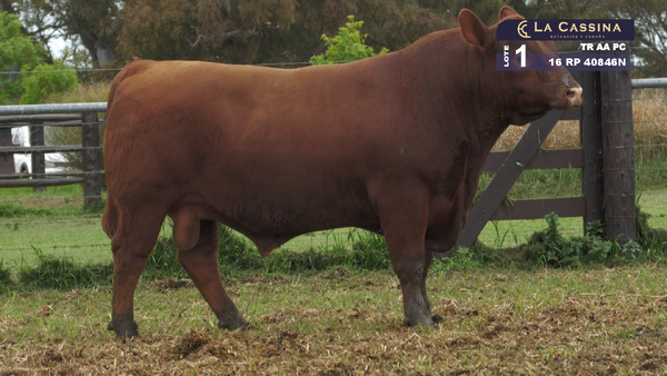 Lote TORO ANGUS PURO CONTROLADO