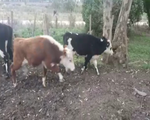 Lote (Vendido)16 Terneros cruza 160kg -  en san ramon