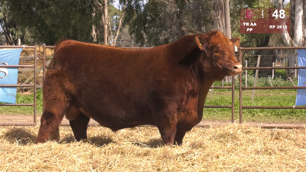 2815 — TOROS ANGUS  PP
