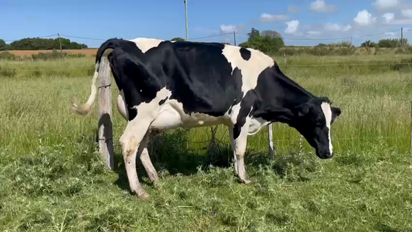 Lote (Vendido)2 Piezas de cría 450kg -  en Santa Lucia