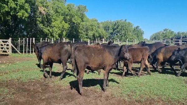 Lote 60 Novillitos en Punta Indio, Buenos Aires