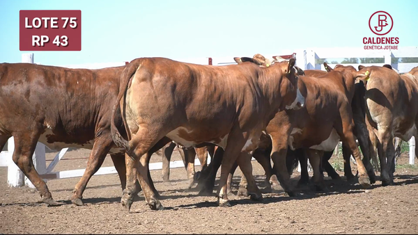 Lote BRAFORD 1/2 SANGRE PREÑADAS CON TORO HEREFORD JB. PARICIÓN JUNIO / JULIO 2026