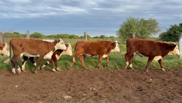 Lote 110 Novillitos