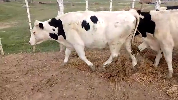 Lote 5 Novillos en Santa Fe, Sunchales