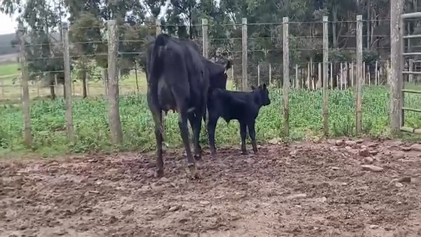 Lote (Vendido)2 Piezas de cría en EL CORONILLA