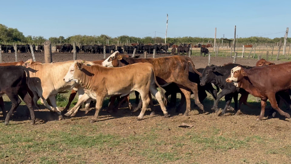 Lote 130 Terneras en Formosa, Clorinda