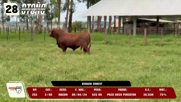 Lote LOTE 28 -DE CAMPO