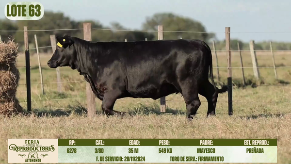Lote LOTE 63