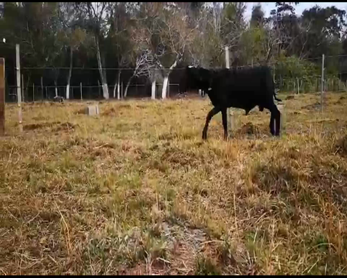 Lote Macho P1 85kg -  en Loma Grande