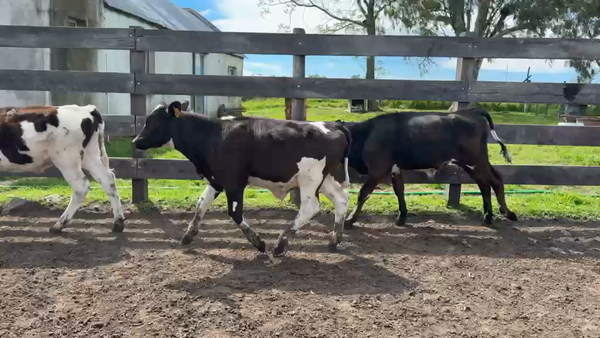Lote TERNEROS
