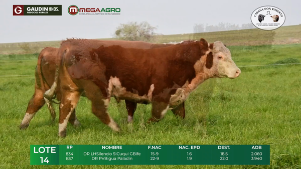 Lote LOTE 14  POLLED HEREFORD     2 años