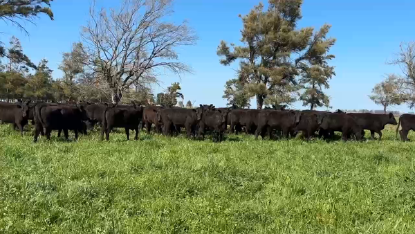 Lote 70 Vaquillonas para servicio