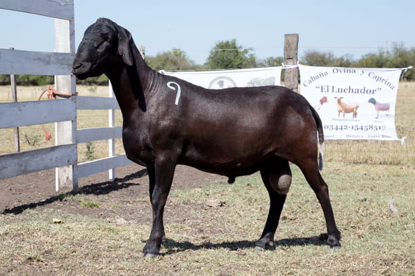 Lote OVINO STA. INES MACHO PPC