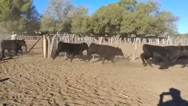 Lote 60 Terneros en Algarrobo del Aguila, La Pampa