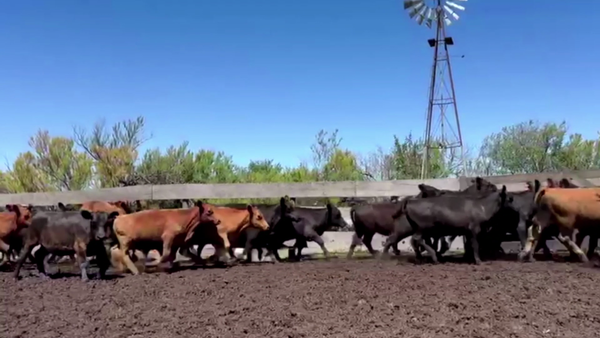 Lote 60 TERNS. MACHOS Y HEMBRAS, PEHUAJO, BS. AS.