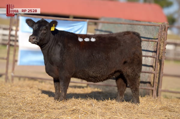 Lote VAQUILLONAS ANGUS  PP