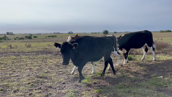 Lote VAQUILLONAS 1 a 2 AÑOS