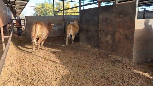 Lote 20 Novillo Gordo en Linares, VII  Región Maule