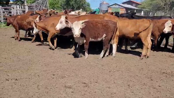 Lote 60 Novillitos y vaquillonas en Villaguay, Entre Ríos