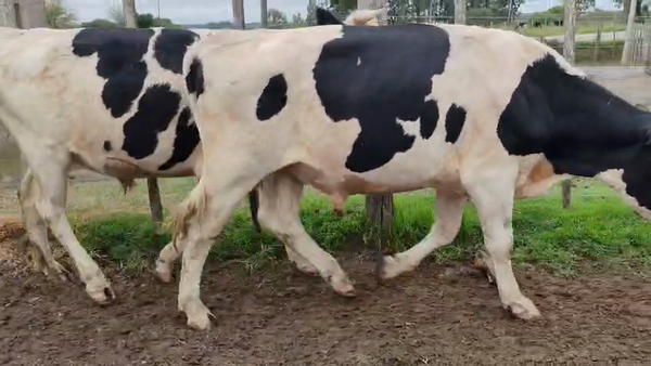 Lote 3 Toros 450kg - , San José