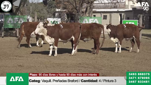 Lote "Cabaña ""3 HERMANOS"" Vaquillona Preñada"