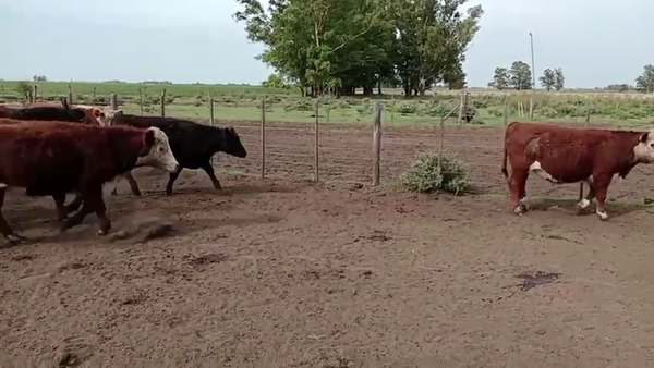 Lote 60 NOVILLITOS, CHIVILCOY, PCIA. DE BS. AS.