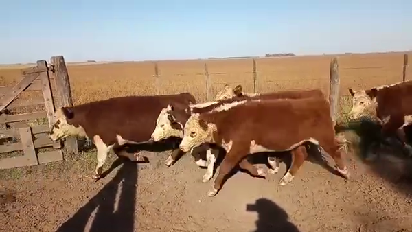 Lote 113 TERNS. MACHOS, LINCOLN, PCIA. DE BS. AS.